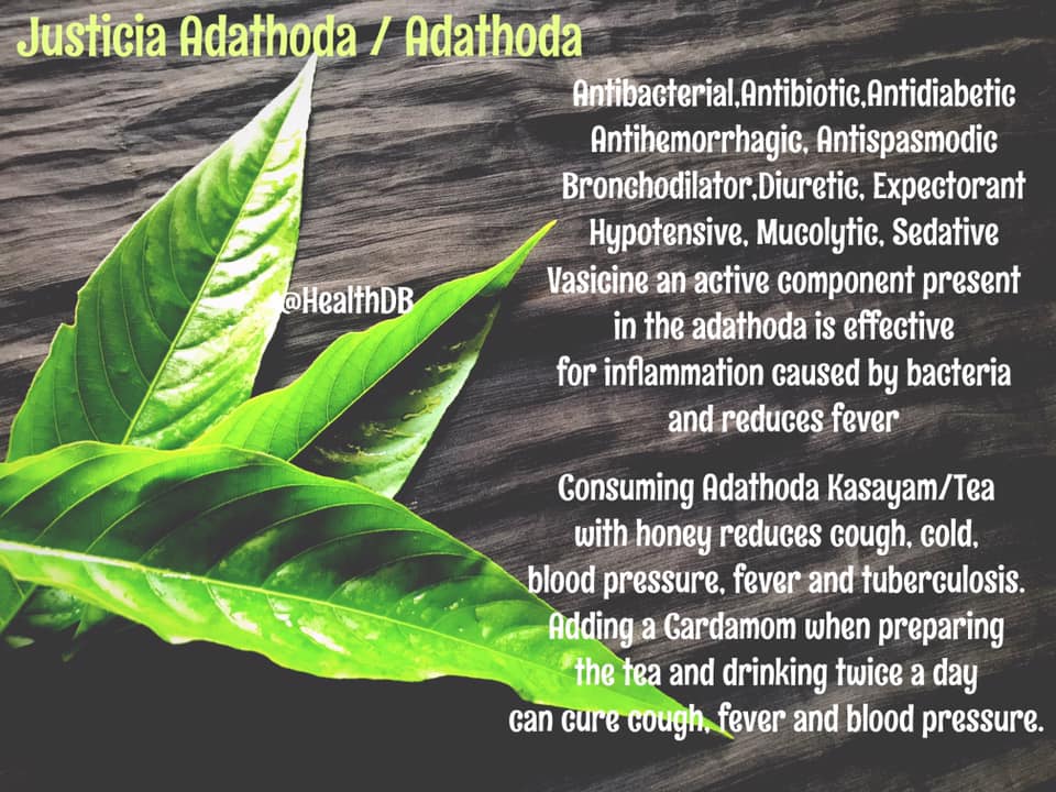 Benefits of Adathoda