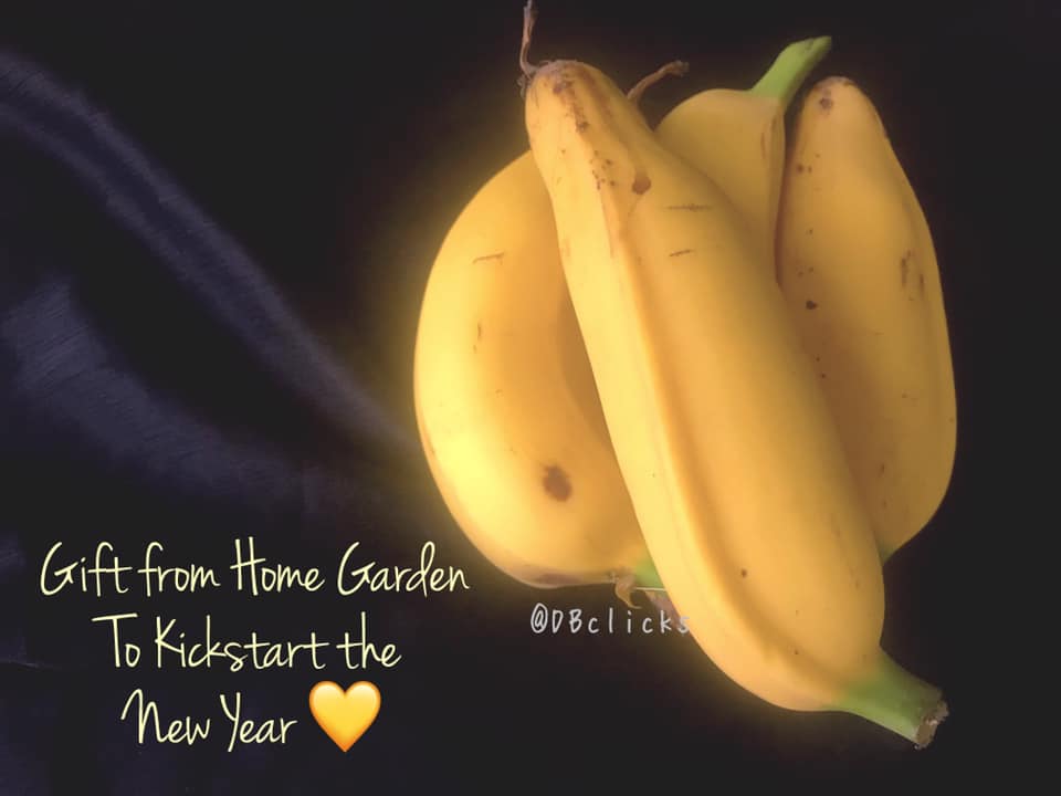 Monthan Variety Banana from Home Garden