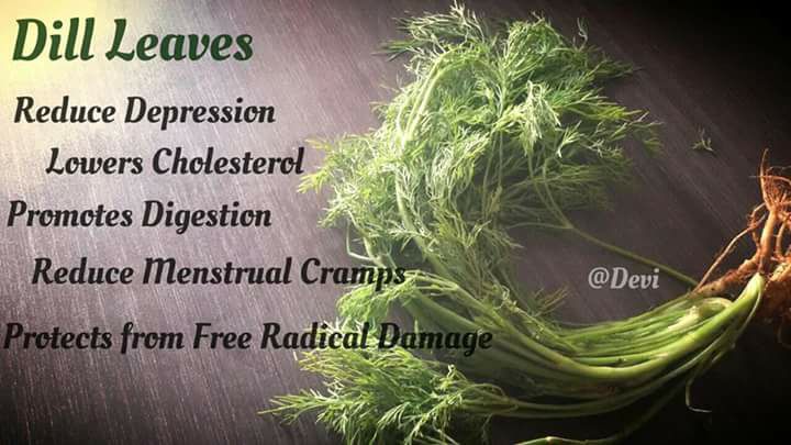 Dill Leaves Benefits