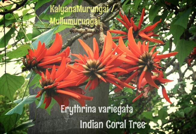 Tree - Erythrina variegata