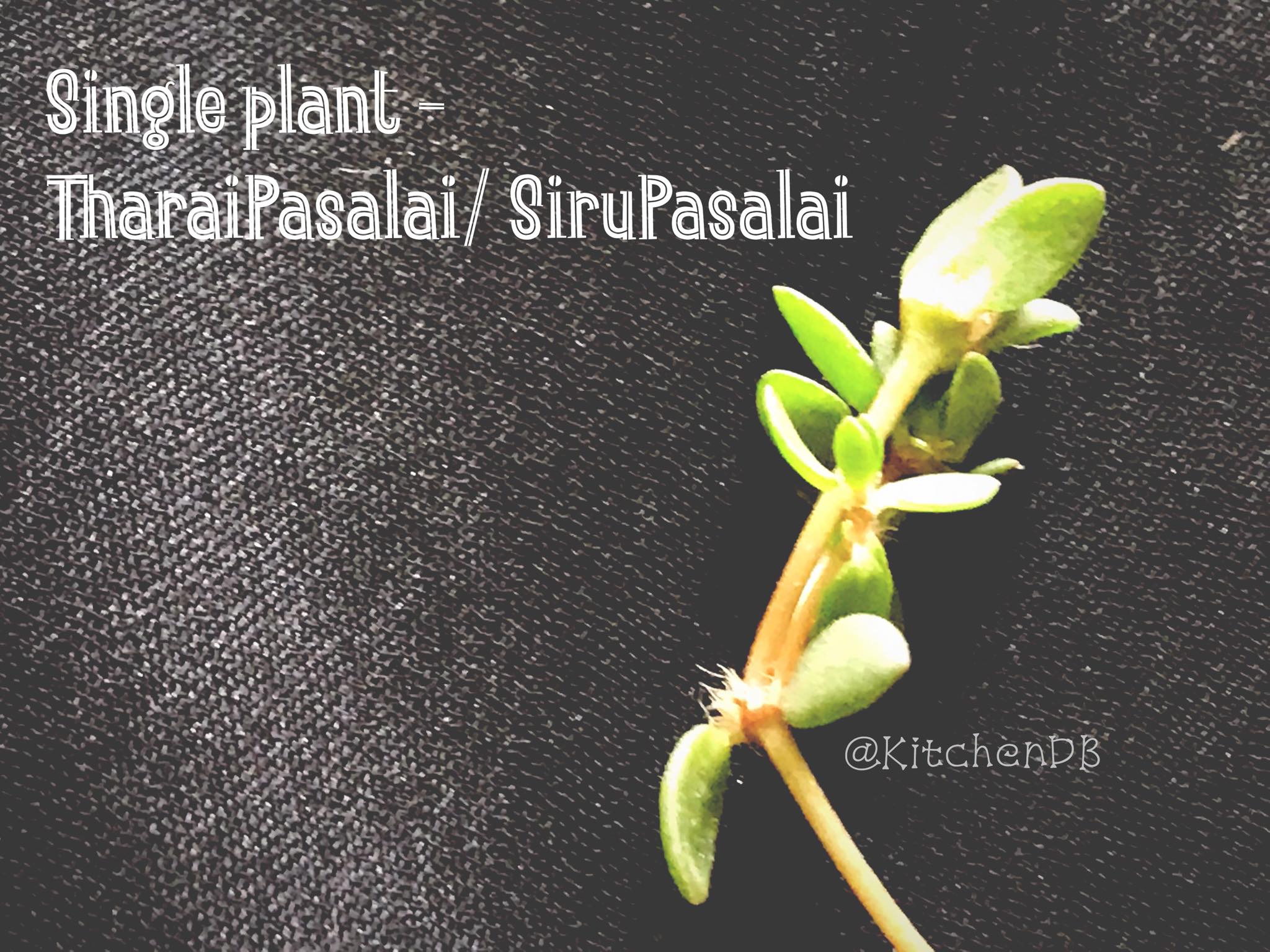 Single Plant of SiruPasalai / Tharai Pasalai